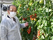 Chỉnh sửa gene trong nông nghiệp: Đã rộng cửa phát triển?